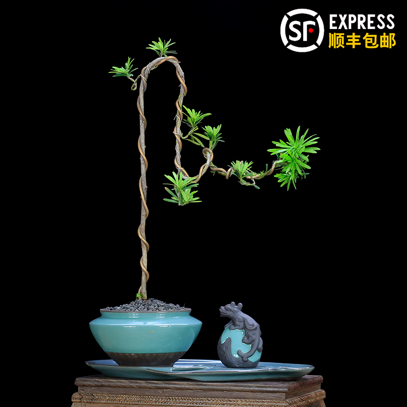 绿植文人树软装艺术风雀舌罗汉松