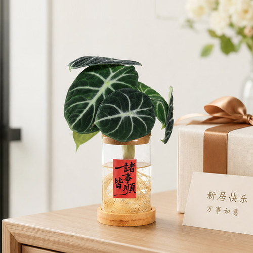 情绪稳定桌面水培小盆栽