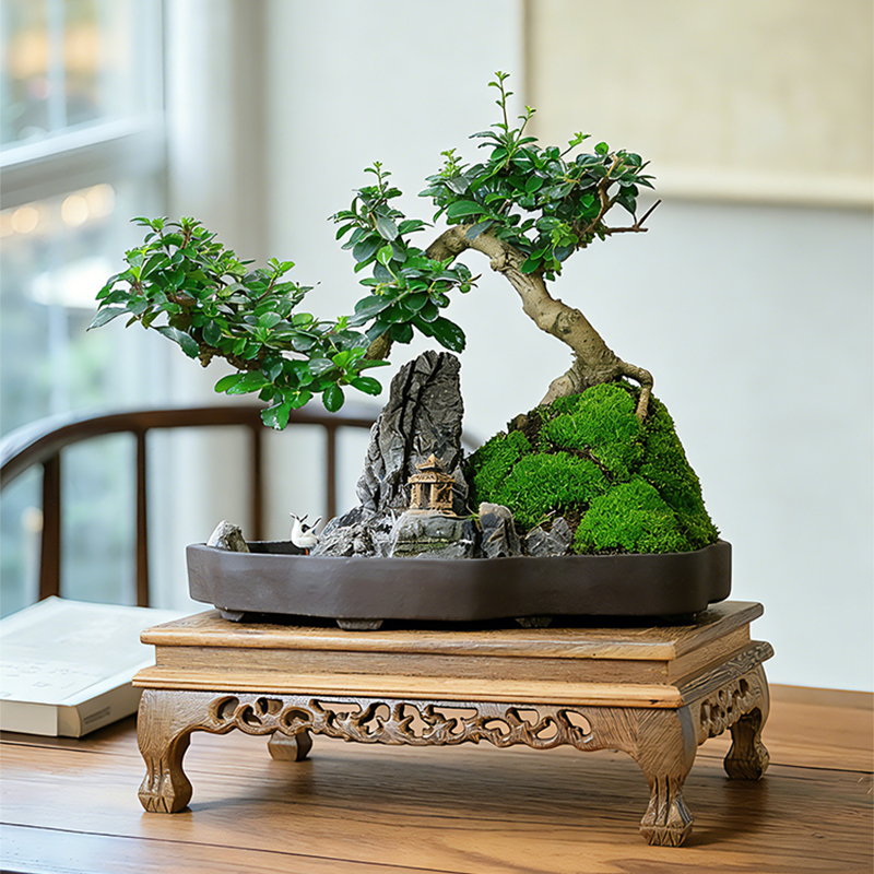 福建茶山水假山盆景桌面绿植