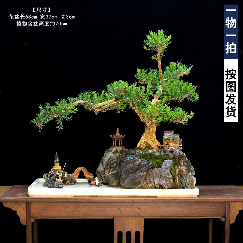 大型假山盆景老桩黄杨