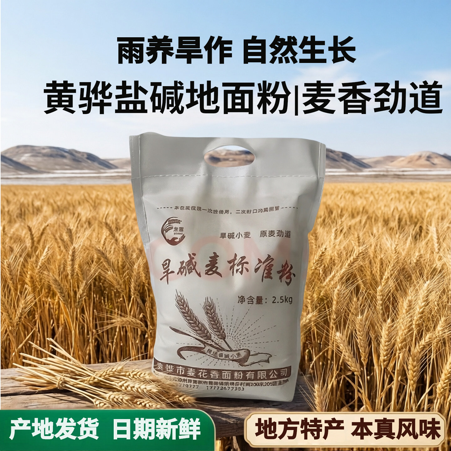 沧州黄骅旱碱地冬小麦 标准粉精粉全麦面粉 适合多种面食产地发货