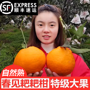 特级春见耙耙柑10斤顺丰包邮正宗大果粑粑柑四川橘子新鲜杷杷水果