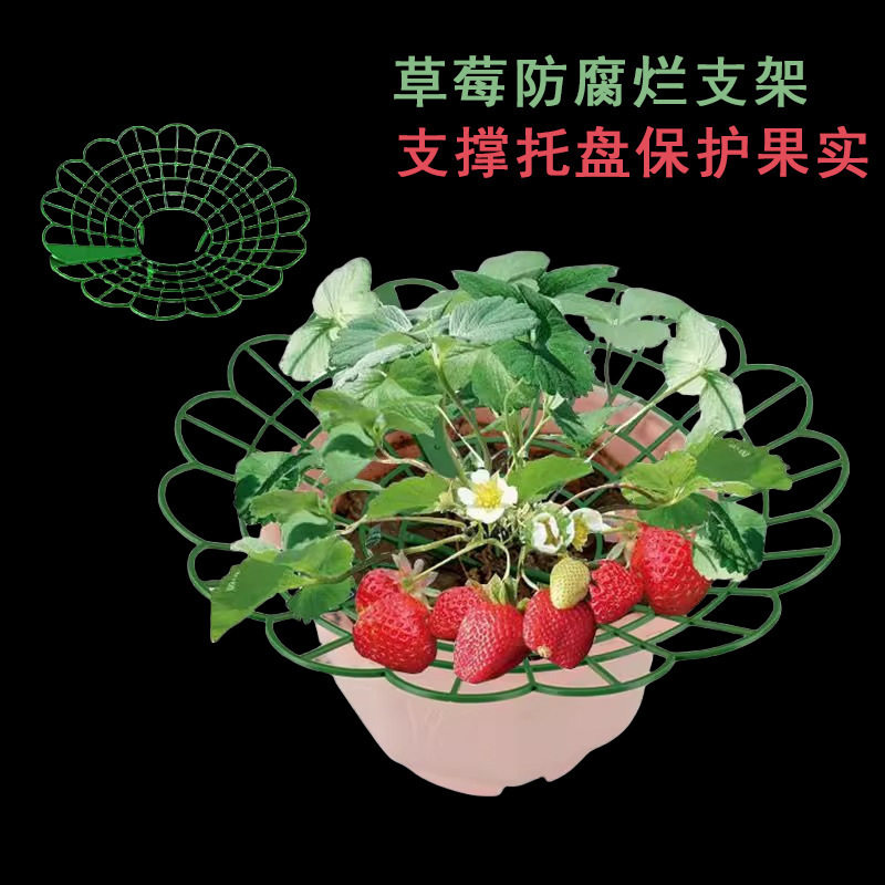 花架塑料草莓托果网架草莓托果网