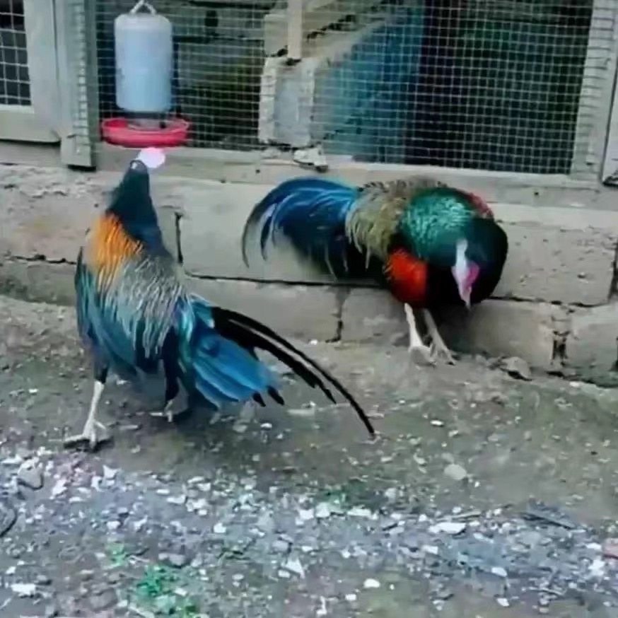 可孵化印度尼西亚观赏鸟观赏鸡彩冠鸡原鸡蛋绿原鸡种蛋受精蛋新鲜,宠物/宠物食品及用品,宠物鸡,淘宝优惠券,粉丝福利购,淘宝优惠卷