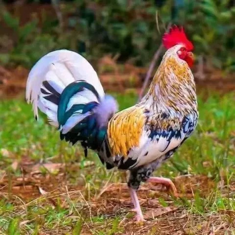 七彩神仙鹊山鸡半斤纯种鱼鳞活苗五彩鸡苗半大鱼鳞鸡苗产绿壳蛋