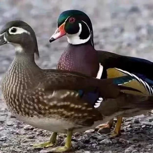 正宗鸳鸯鸭网红七彩鸳鸯鸭子可观赏可养殖鸭苗活的鸳鸯小鸭子便宜,宠物/宠物食品及用品,宠物鸭,淘宝优惠券,粉丝福利购,淘宝优惠卷