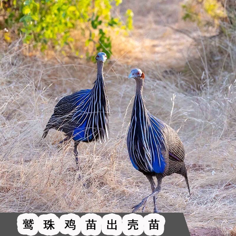 正品褐颈鸡鸡苗鹫珠鸡小鸡苗观赏鸡珠鸡蛋珍珠鸡斑点鸡仔包活到家