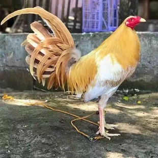 菲律宾剃刀斗鸡受精蛋种蛋可孵化高受精率观赏鸡斗鸡种蛋