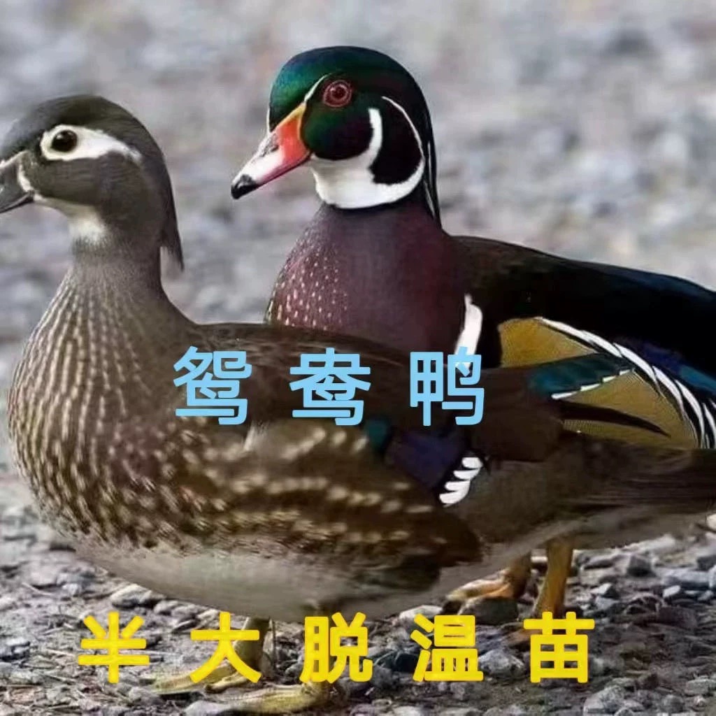 正宗鸳鸯鸭半大脱温苗半斤左右观赏鸭活体苗鸳鸯小鸭子家养