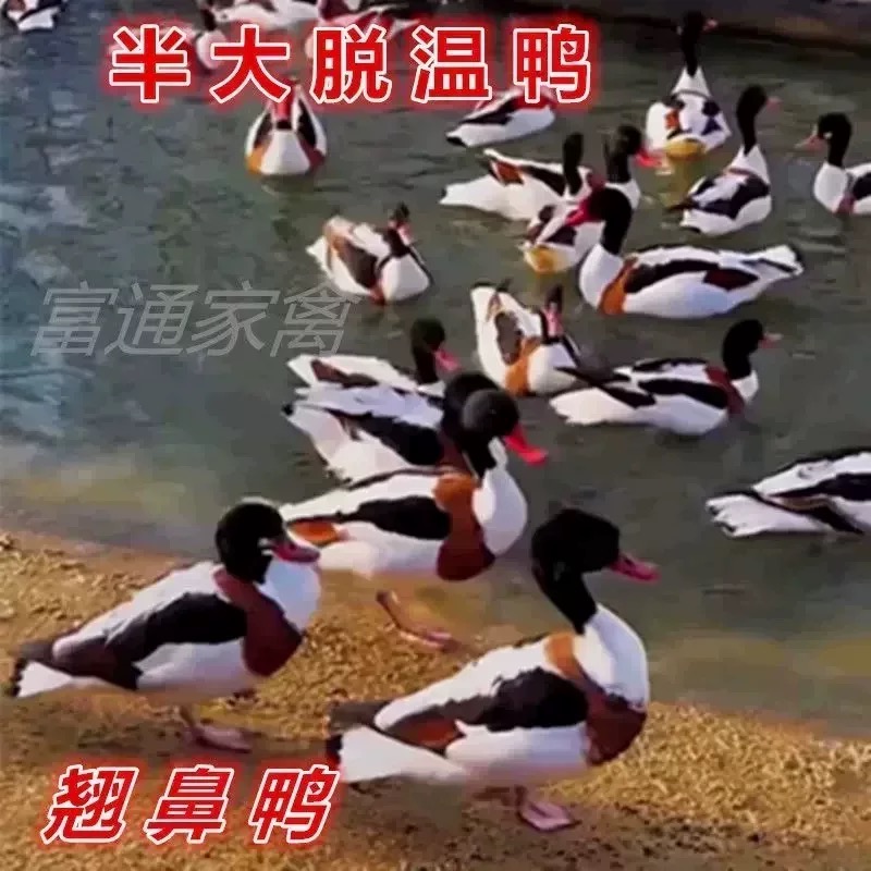 正宗翘鼻鸭活体小鸭子观赏鸭鸭苗绿壳蛋鸭活苗红色鼻子鸭幼苗包邮