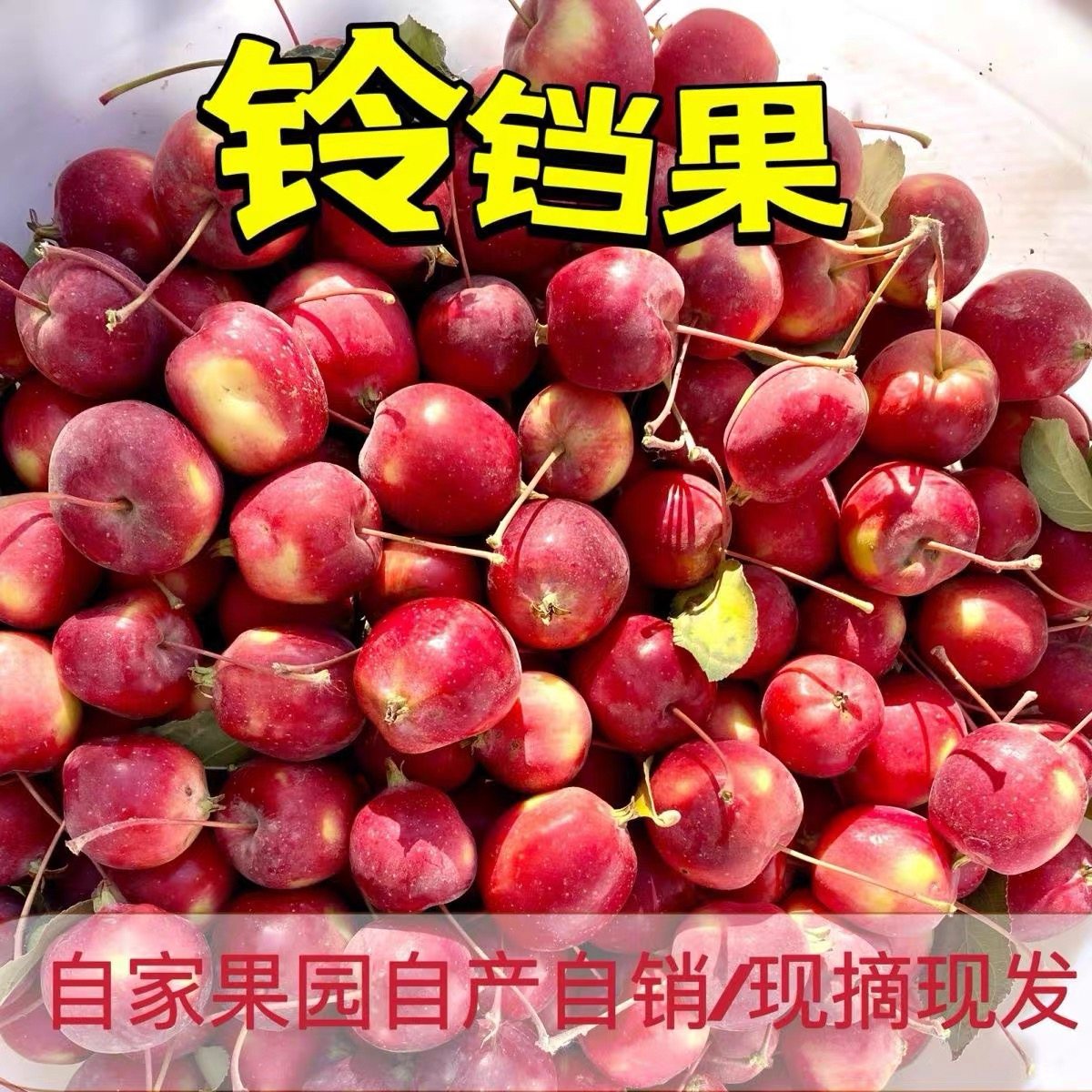 正宗内蒙古铃铛果小苹果新鲜脆沙果水果孕妇酸甜糖葫芦苹果包邮,厨房/烹饪用具,调料置物架,淘宝优惠券,粉丝福利购,淘宝优惠卷