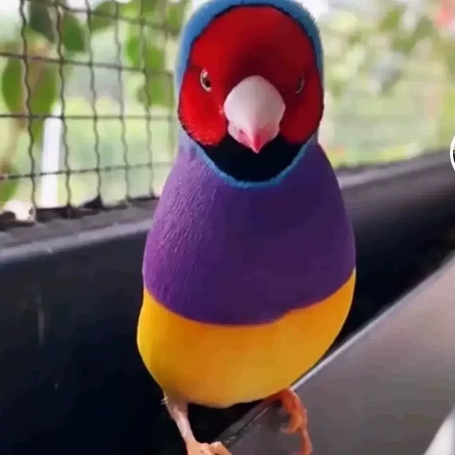 七彩活文鸟宠物五小彩鸣鸟手合生命