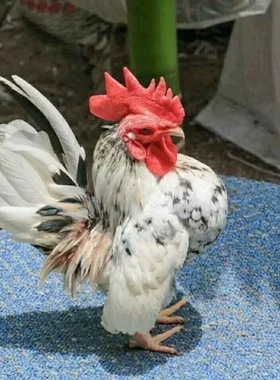 塞拉玛鸡元宝鸡矮脚鸡波兰鸡靴子鸡受精蛋孵化包破损随机混搭正宗