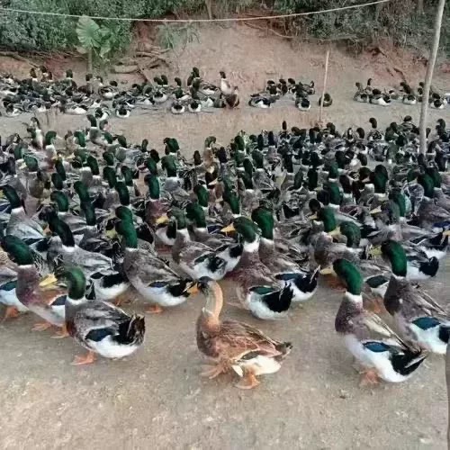 散养绿头鸭活体青头鸭会飞的成年鸭鸳鸯鸭土鸭子绿壳双黄蛋鸭麻鸭