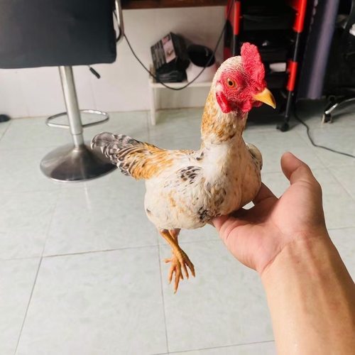 越南小竹鸡、小竹鸡、战斗鸡、小竹鸡、宠物鸡
