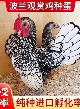 新品正宗纯种波兰鸡宠物鸡种蛋观赏鸡混搭色孵化率高纯种七彩