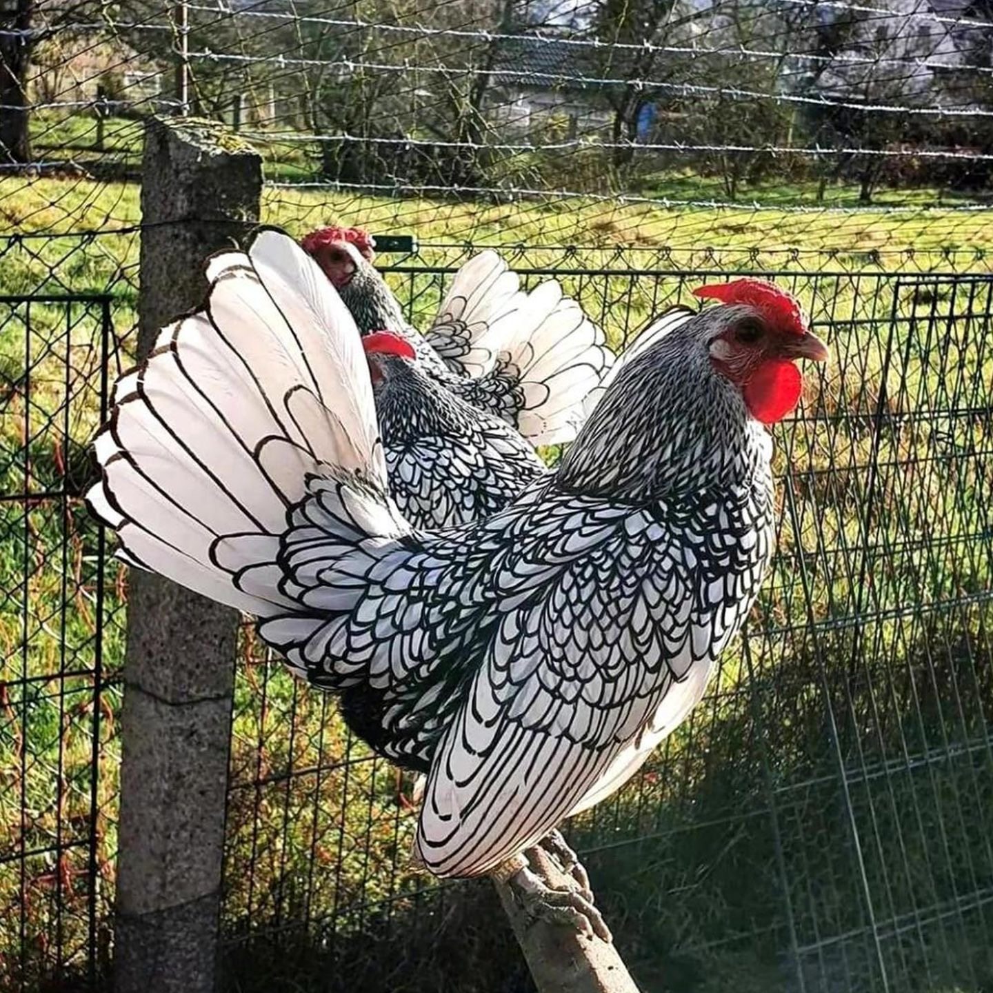 白色波兰鸡水墨鸡苗小型宠物鸡观赏鸡水墨山水鸡苗小体鱼鳞鸡小鸡
