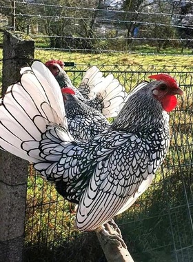 白色波兰鸡水墨鸡苗小型宠物鸡观赏鸡水墨山水鸡苗小体鱼鳞鸡小鸡