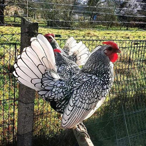 白色波兰鸡水墨鸡苗小型宠物鸡观赏鸡水墨山水鸡苗小体鱼鳞鸡小鸡