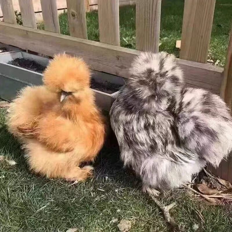 希尔鸡宠物鸡绒毛观赏鸡新鲜可孵化受精种蛋七彩混搭,宠物/宠物食品及用品,宠物鸡,淘宝优惠券,粉丝福利购,淘宝优惠卷