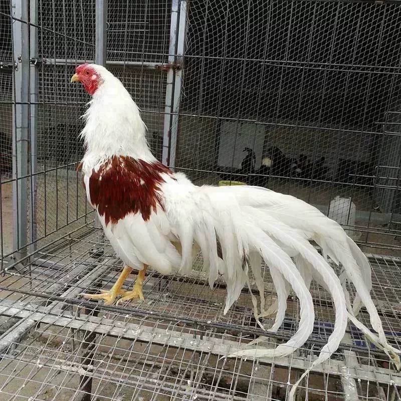 纯种雅酷哈玛鸡种蛋正宗观赏鸡可孵化受精种蛋宠物鸡长尾鸡种蛋