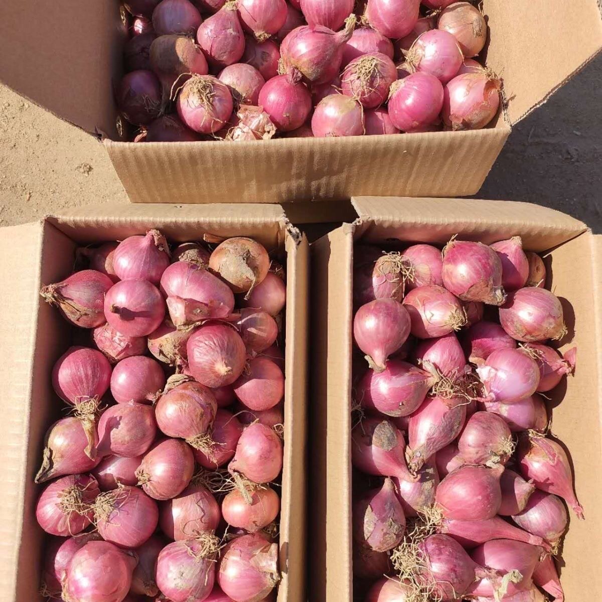 广东红葱头毛葱红皮正宗小葱头四季葱头火葱新鲜香葱炸葱油食用