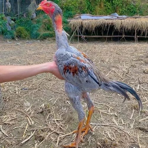 越南鬼斗鸡斗鸡苗纯种斗鸡活苗中原成年纯种盖沙斗鸡活苗正宗斗鸡