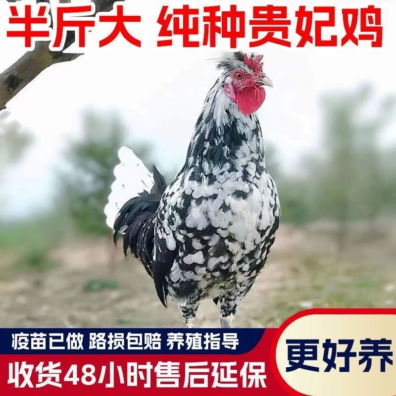 半斤发货纯种贵妃鸡纯贵妃鸡活苗观赏鸡家养鸡正宗贵妃鸡活的散养