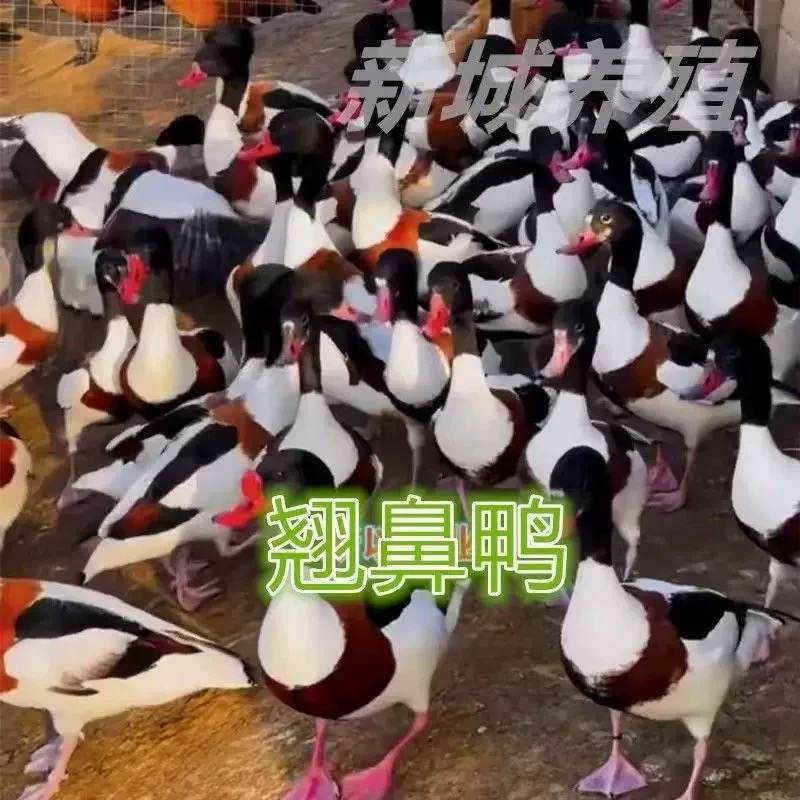 正宗翘鼻鸭活体小鸭子观赏鸭鸭苗绿壳蛋鸭活苗红色鼻子鸭幼苗包邮