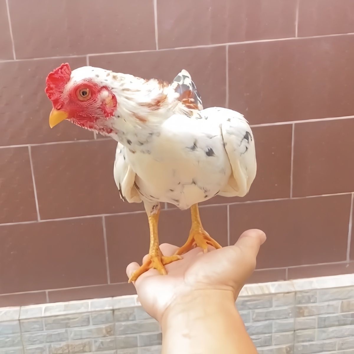 越南小竹鸡、小竹鸡、战斗鸡、小竹鸡、宠物鸡