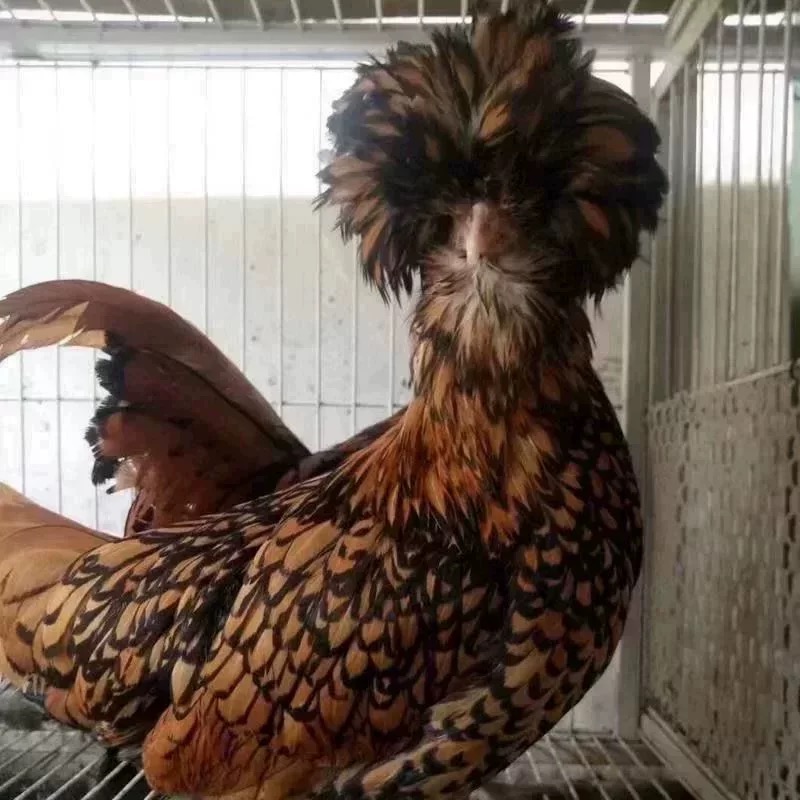 波兰帽子鸡5枚种蛋欧洲观赏鸡受精卵可孵化包受精率宠物鸡蛋