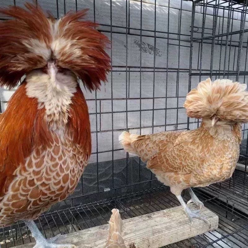 纯种新品黄色波兰帽子鸡种蛋观赏宠物鸡种蛋观赏鸟可孵化受精鸡蛋