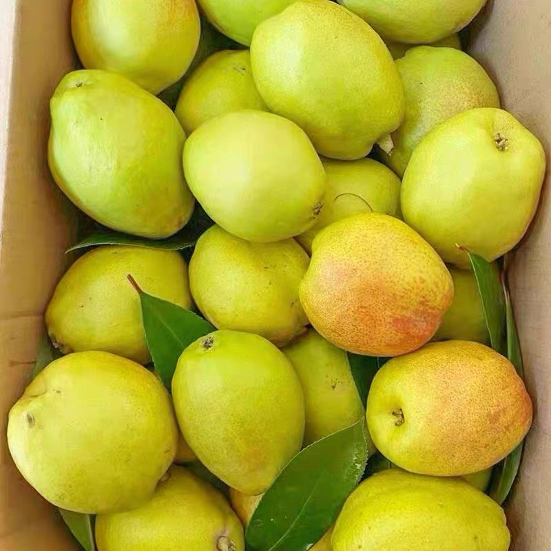 【果园直发】梨子源自新疆香梨红香酥梨青薄皮脆甜新鲜批发整箱,厨房/烹饪用具,调料置物架,淘宝优惠券,粉丝福利购,淘宝优惠卷