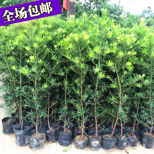 日本罗汉松树苗价格 日本罗汉松树苗图片 星期三 日本罗汉松树苗价格 日本罗汉松树苗图片 星期三