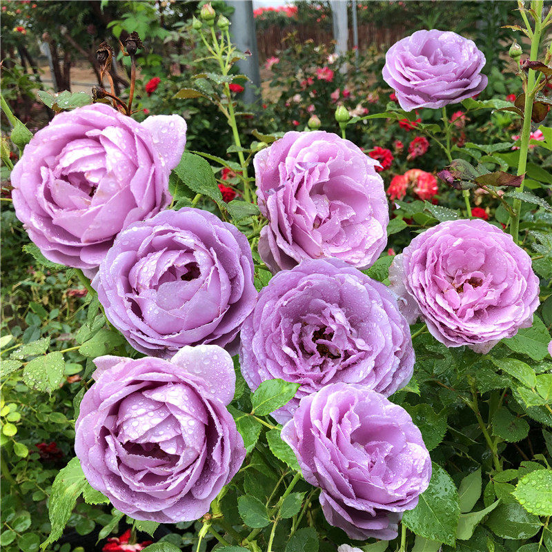 欧月灌木月季花 蓝色风暴 丰花浓香大花玫瑰花园阳台盆栽四季开花