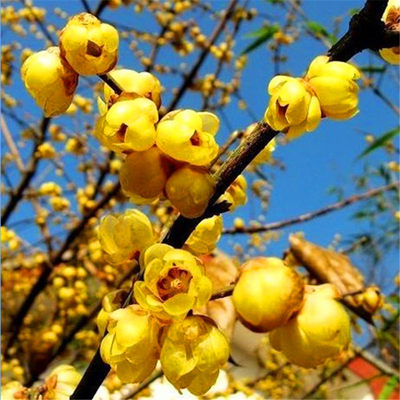 腊梅盆栽带花苞浓香型花苗红梅老桩室内庭院梅花腊梅花树苗庭院