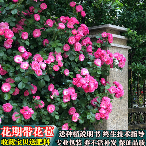 安吉拉-爬藤月季花苗 庭院爬藤攀援植物藤本浓香型月季花卉盆栽