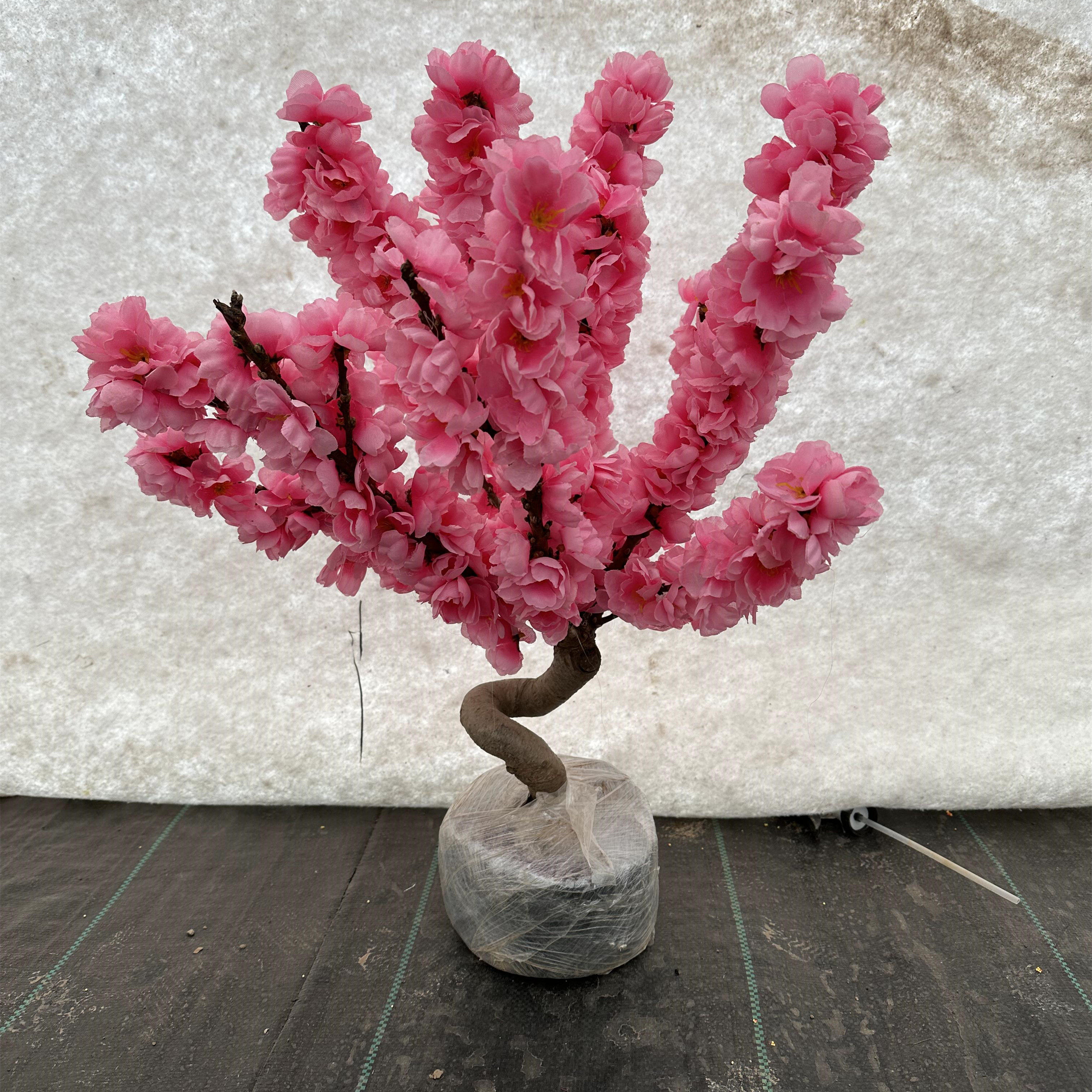 寿星桃苗重瓣桃花寿心桃盆栽 盆景桃树苗带花苞阳台植物