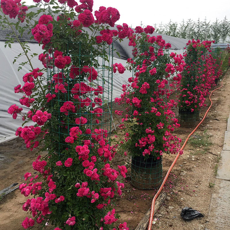 黄木香花大苗爬藤植物浓香四季红木香蔷薇花苗庭院攀援白木香花苗
