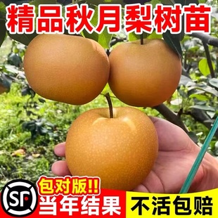 梨树果苗当年结果正宗嫁接秋月梨翠冠梨南北方种植盆栽地栽梨子树