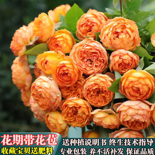 【蜂蜜焦糖】藤本月季盆栽蔷薇花苗四季开花阳台庭院爬藤月季