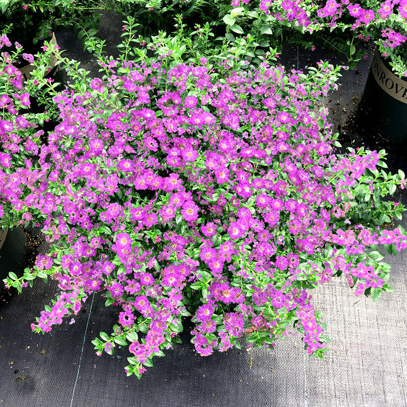 满天星 冠幅优美 植物大叶满天星盆栽 室内阳台绿植花卉盆栽