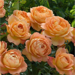 夏洛特夫人 花苗爬墙藤本植物 爬墙藤本蔷薇花苗月季