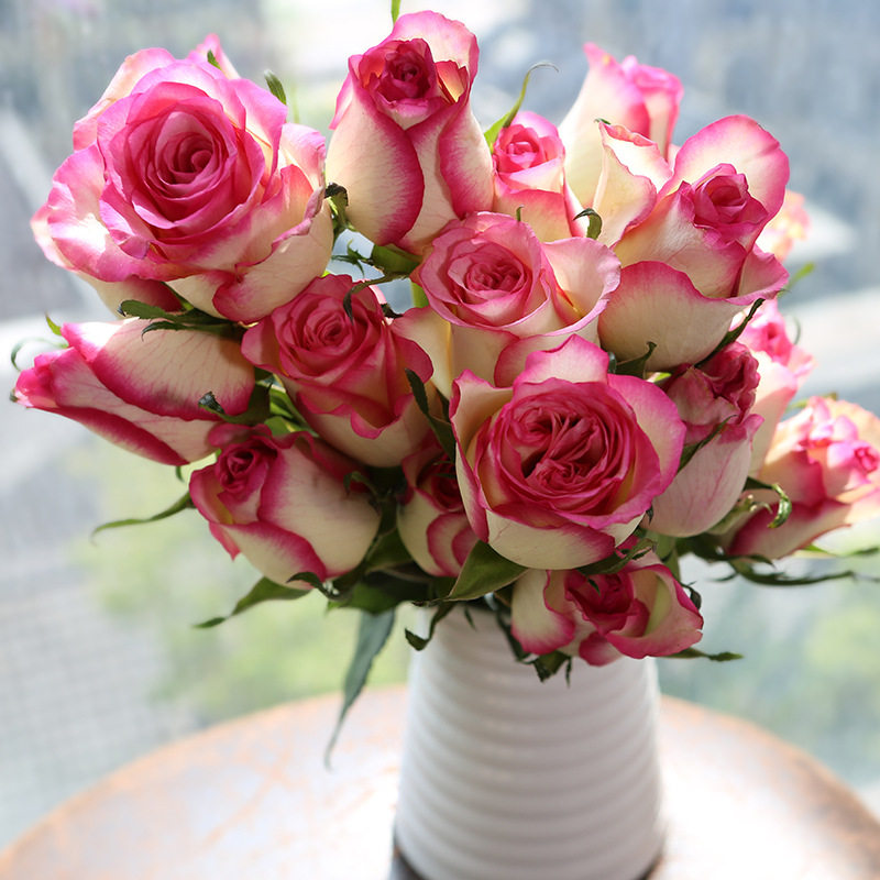 【红袖玫瑰花苗】观花植物浓香切花月季花苗灌木黄底红边花卉盆栽