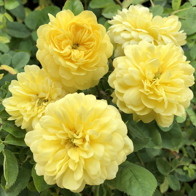 黄色爱玫新品月季 灌木月季花丰花多头月季 浓香月季玫瑰盆栽花卉