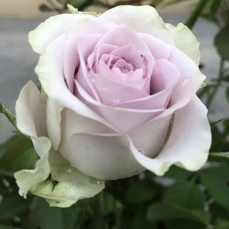 太空玫瑰花苗 紫色大花切花月季苗阳台庭院花卉盆栽观花植物苗
