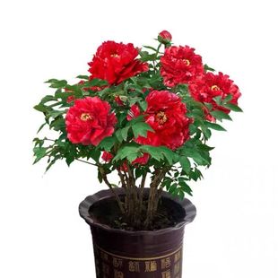 【红牡丹】牡丹花苗盆栽大苗洛阳正宗带花苞耐寒重瓣牡丹花苗
