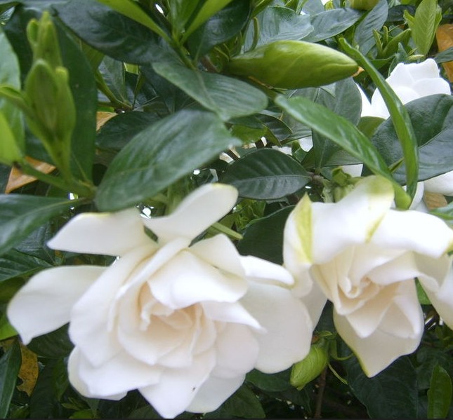 绿植盆栽 小叶栀子花 玫瑰栀子 牡丹栀子 大叶侄子花当年开花苗