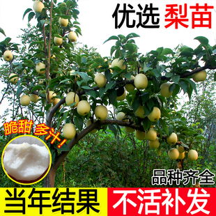 梨树果苗嫁接秋月梨苗当年结果新品种翠冠砀山皇冠梨子活苗梨树苖