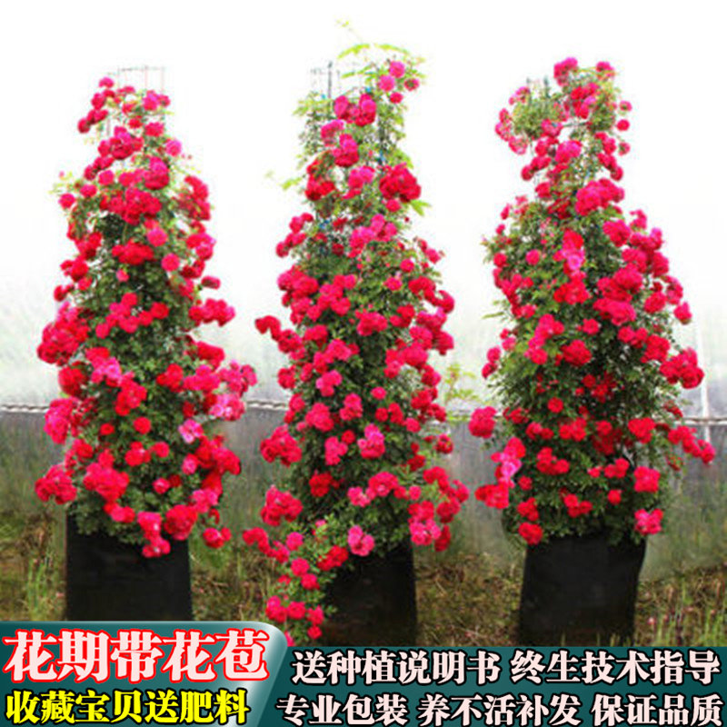 红木香-黄木香-橙木香-白木香 爬藤月季四季开花蔷薇藤本庭院花卉